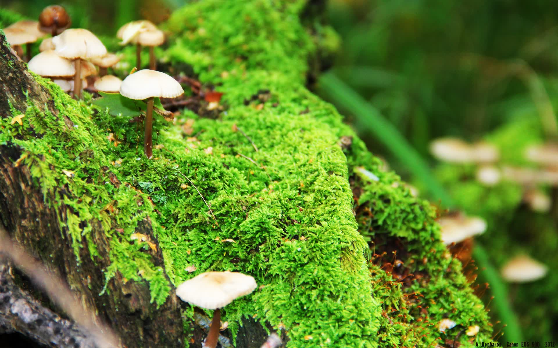 世界游泳俱乐部开设水上急救公开课,游泳救生协会